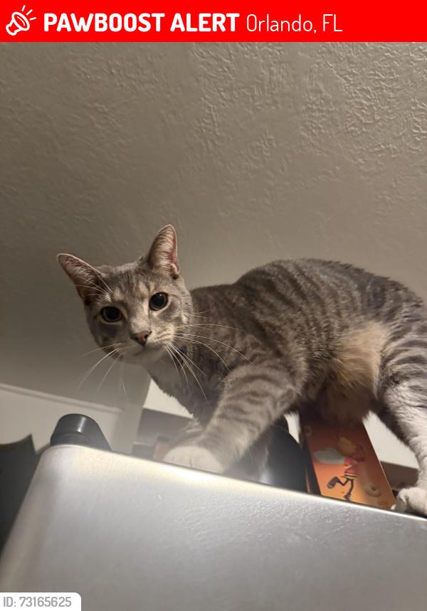 Lost Male Cat last seen On elmwood off of mills, Orlando, FL 32801