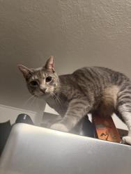 Lost Male Cat last seen On elmwood off of mills, Orlando, FL 32801