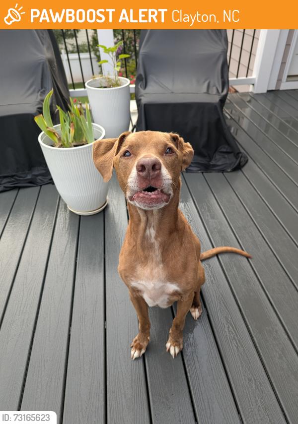 Found/Stray Male Dog last seen Cassedale subdivision/Crestdale Drive Clayton, NC, Clayton, NC 27520