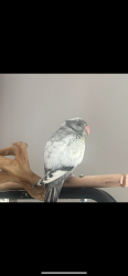 Lost Unknown Bird last seen ST10 4AG, Alton, England ST10 4AG