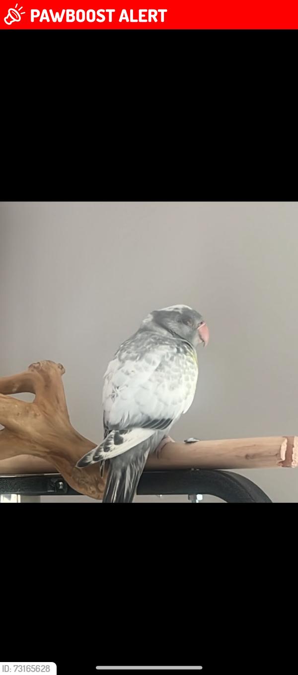 Lost Unknown Bird last seen ST10 4AG, Alton, England ST10 4AG