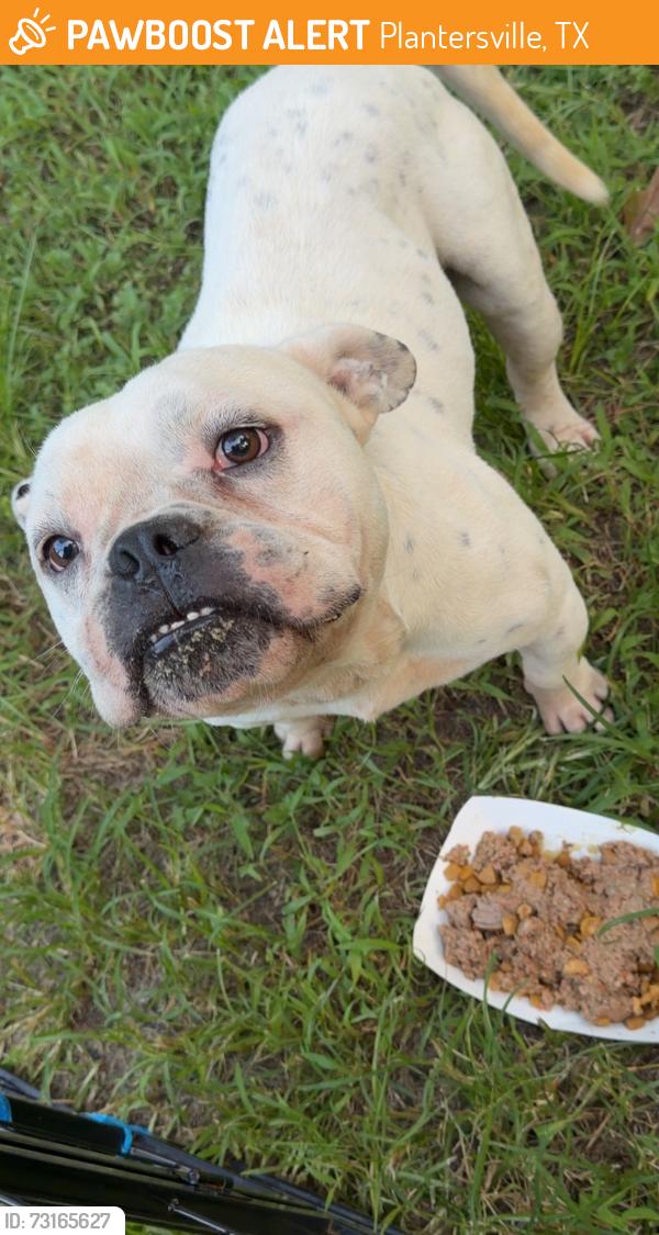 Found/Stray Male Dog last seen County road 302, Plantersville, TX 77363