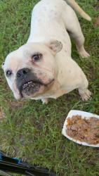 Found/Stray Male Dog last seen County road 302, Plantersville, TX 77363
