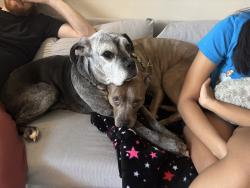Lost Female Dog last seen Near Briarmont Rd, Bon Air, VA 23235