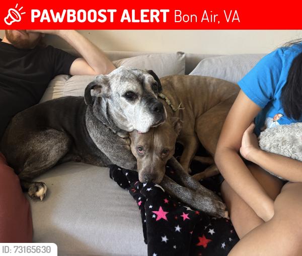 Lost Female Dog last seen Near Briarmont Rd, Bon Air, VA 23235