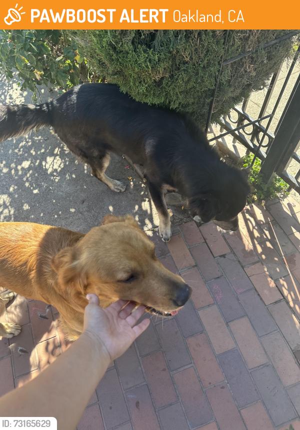 Found/Stray Unknown Dog last seen 88th ave, Oakland, CA 94621