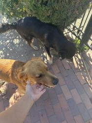 Found/Stray Unknown Dog last seen 88th ave, Oakland, CA 94621