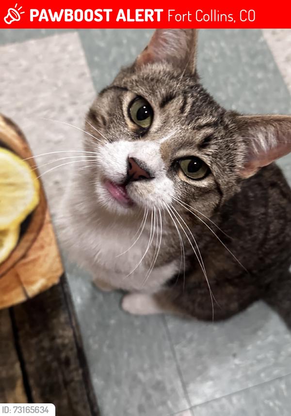 Lost Male Cat last seen Shields and Fossil creek drive near Clarendon Hills , Applewood neighborhood, Fort Collins, CO 80526