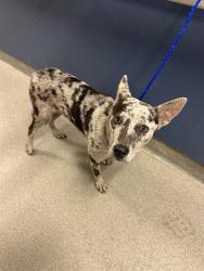 Shelter Stray Female Dog last seen Near BLOCK NW 86TH ST, 3599 NW 79th Ave, Doral, FL 33122, USA