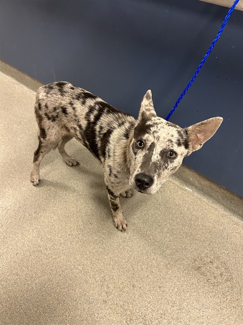 Shelter Stray Female Dog last seen Near BLOCK NW 86TH ST, 3599 NW 79th Ave, Doral, FL 33122, USA