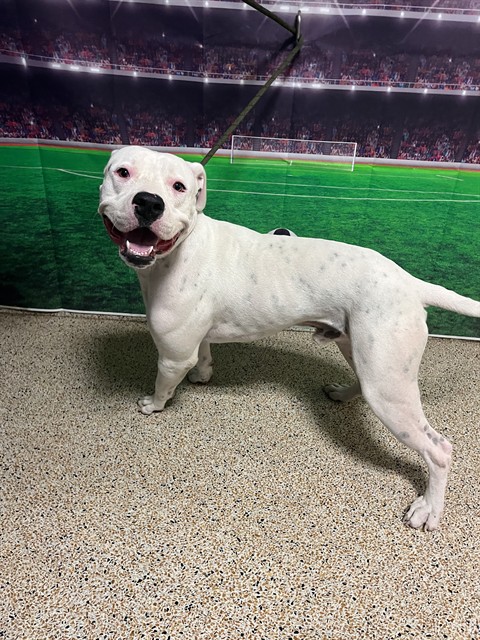 Shelter Stray Male Dog last seen SW 64 ST & SW 123 AVE, 3599 NW 79th Ave, Doral, FL 33122, USA