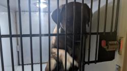 Shelter Stray Unknown Dog last seen Near BLOCK LINDBERGH RD, MONUMENT, CO 80132, 610 Abbot Ln, Colorado Springs, CO 80905, USA