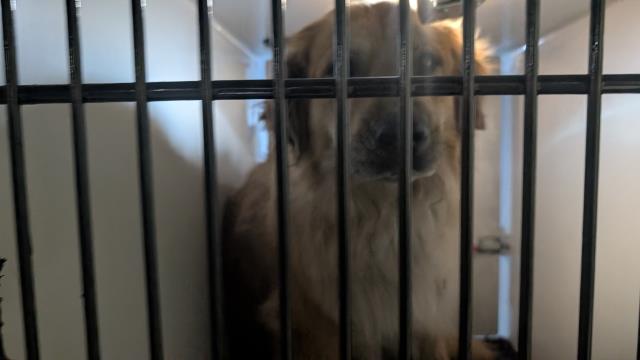 Shelter Stray Unknown Dog last seen Near BLOCK LINDBERGH RD, MONUMENT, CO 80132, 610 Abbot Ln, Colorado Springs, CO 80905, USA