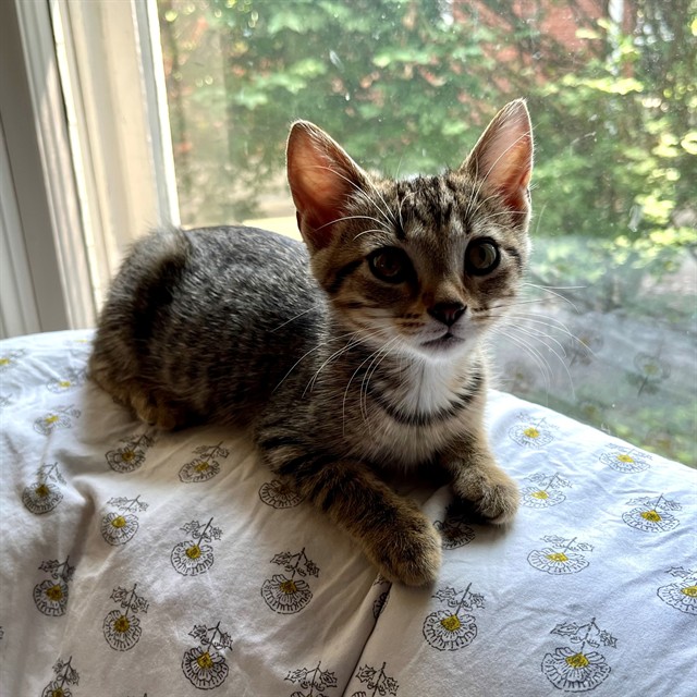 Shelter Stray Female Cat last seen Near BLOCK DULWORTH DR, 3528 Newburg Rd, Louisville, KY 40218, USA