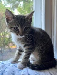 Shelter Stray Male Cat last seen Near BLOCK DULWORTH DR, 3528 Newburg Rd, Louisville, KY 40218, USA