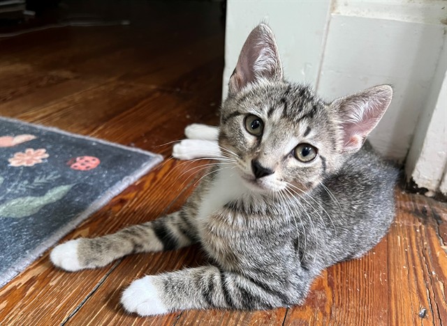 Shelter Stray Male Cat last seen Near BLOCK DULWORTH DR, 3528 Newburg Rd, Louisville, KY 40218, USA