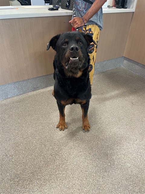Shelter Stray Male Dog last seen Near BLOCK HILARY GREEN CT., 3528 Newburg Rd, Louisville, KY 40218, USA