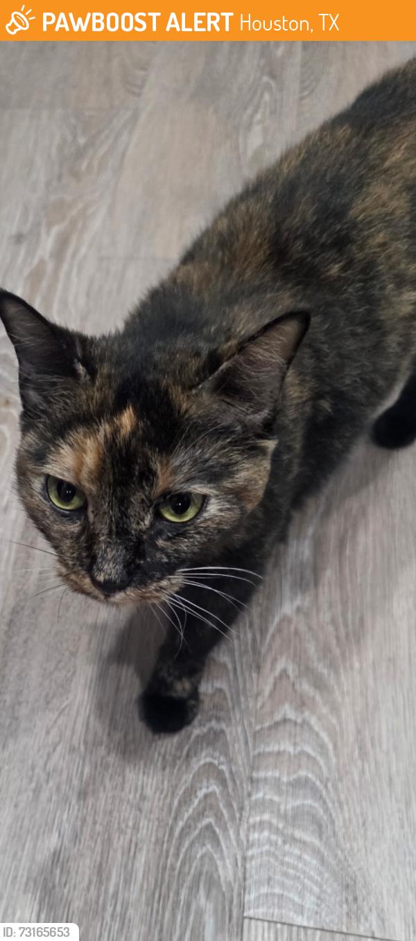 Found/Stray Unknown Cat last seen NASA Bay blvd, Houston, TX 77058