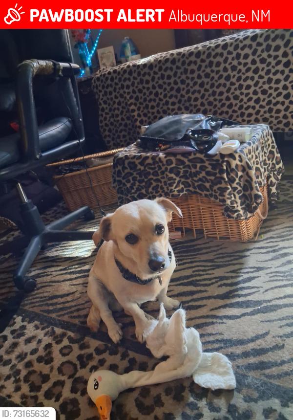 Lost Male Dog last seen Easterday and Lomas NE, Albuquerque, NM 87112
