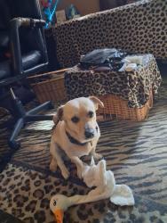 Lost Male Dog last seen Easterday and Lomas NE, Albuquerque, NM 87112