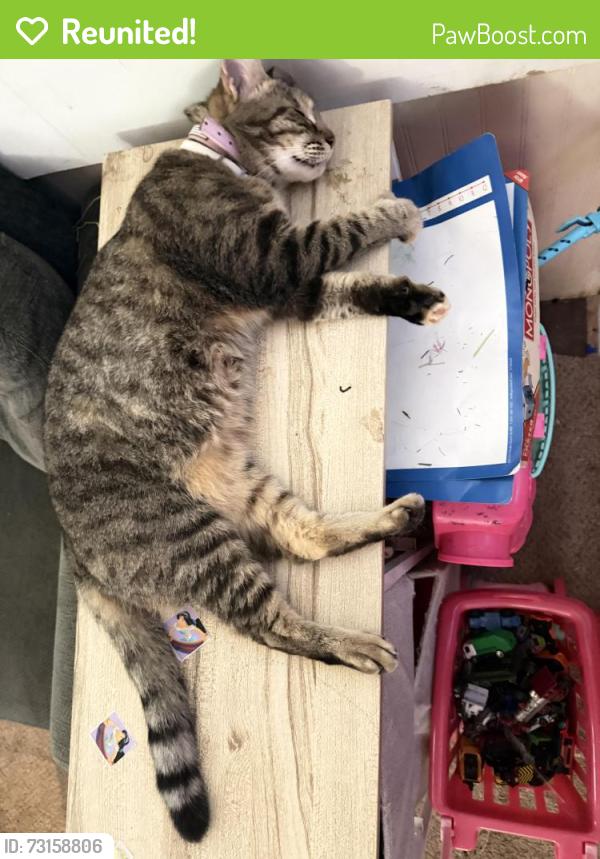 Reunited Female Cat last seen Near n burson ave 30622, Bogart, GA 30622