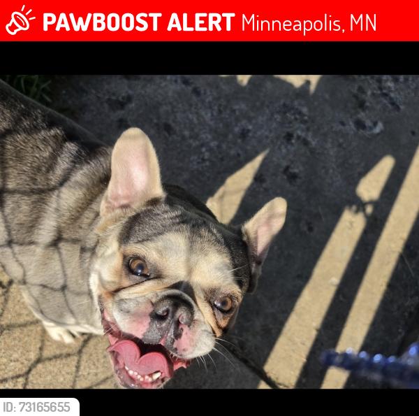 Lost Female Dog last seen Girard, Minneapolis, MN 55412