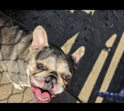 Lost Female Dog last seen Girard, Minneapolis, MN 55412