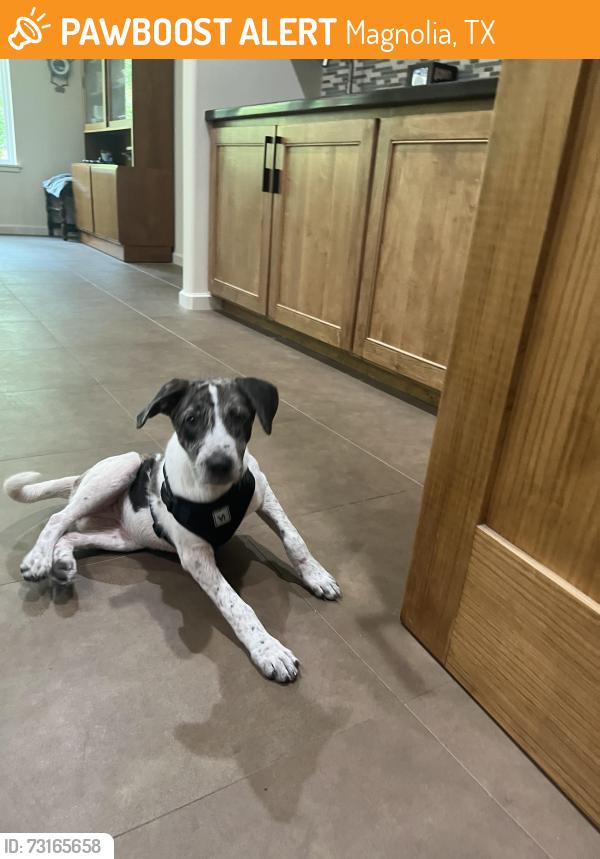 Found/Stray Female Dog last seen High Meadow Ranch, Magnolia, TX 77353