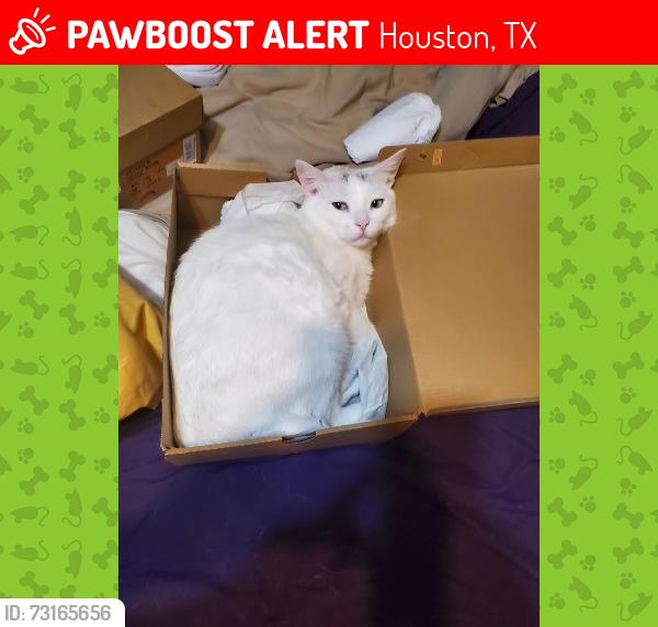 Lost Female Cat last seen Windfern Forest neighborhood, Houston, TX 77040
