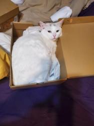 Lost Female Cat last seen Windfern Forest neighborhood, Houston, TX 77040