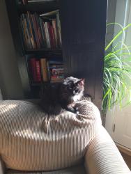 Reunited Female Cat last seen Doubleday, Columbia, CT 06237