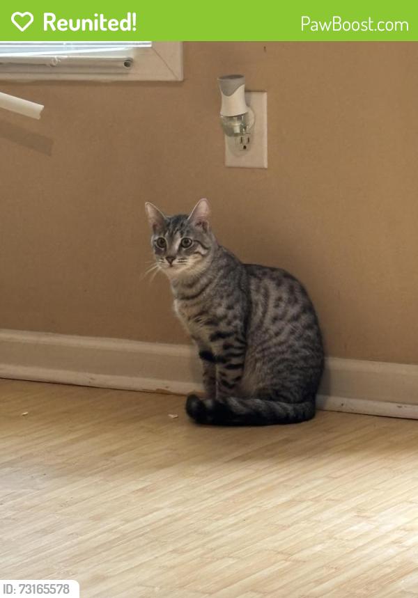Reunited Male Cat last seen Creekwood Village, Rex, GA 30273