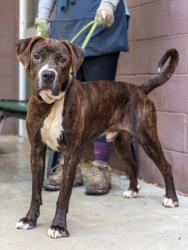 Shelter Stray Male Dog last seen Near Deer Creek Trce Stone Mountain, 30087, 30087, GA, 3280 Chamblee Dunwoody Rd, Chamblee, GA 30341, USA