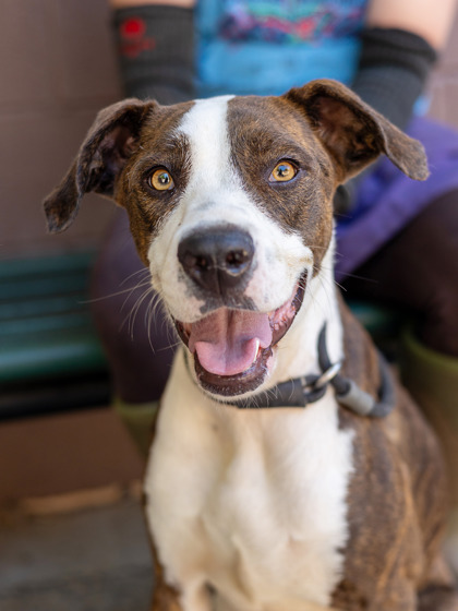Shelter Stray Female Dog last seen Near River Road, 30294, GA, 3280 Chamblee Dunwoody Rd, Chamblee, GA 30341, USA