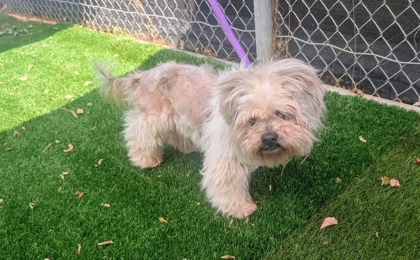 Shelter Stray Male Dog last seen Near N Mount st, 21217, MD, 301 Stockholm St, Baltimore, MD 21230, USA