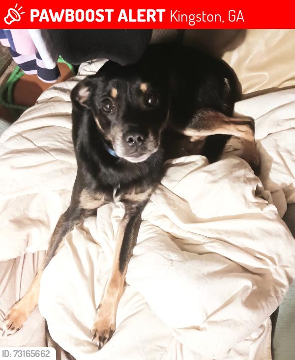Lost Male Dog last seen Kingston ga, Kingston, GA 30145
