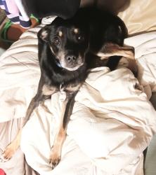 Lost Male Dog last seen Kingston ga, Kingston, GA 30145