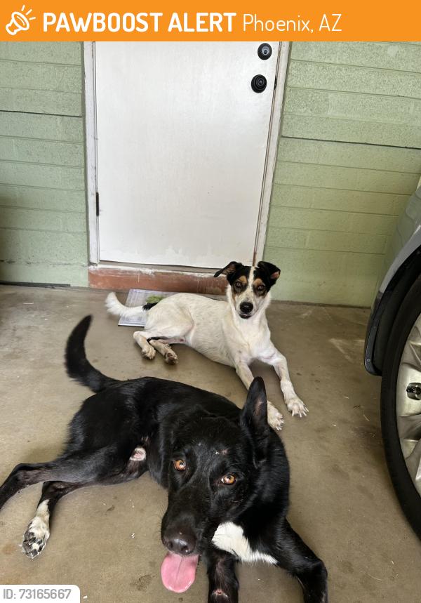 Found/Stray Male Dog last seen 39th ave and Glendale, Phoenix, AZ 85051