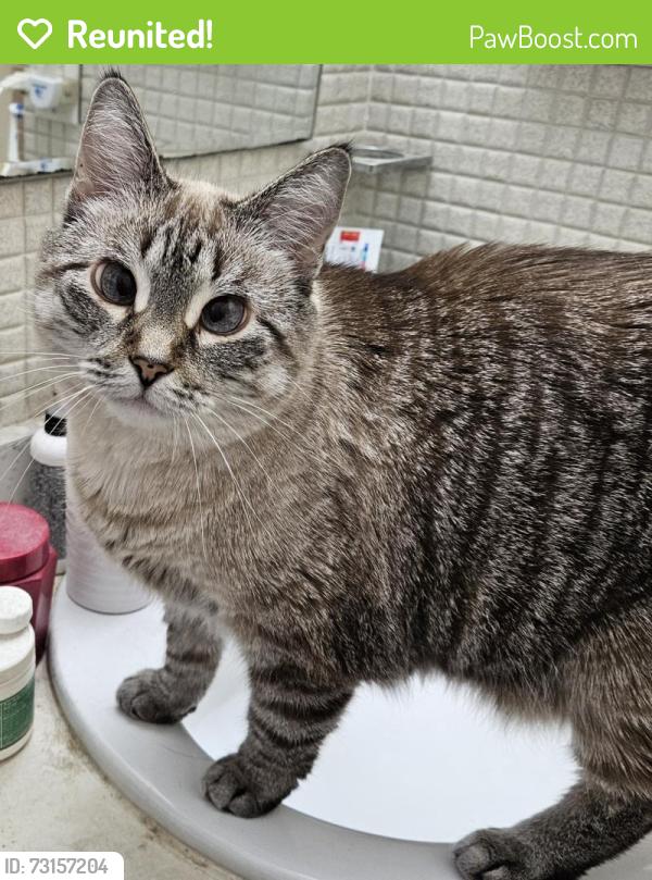 Reunited Female Cat last seen Hoover and 11 mile across from Kroger, Warren, MI 48089