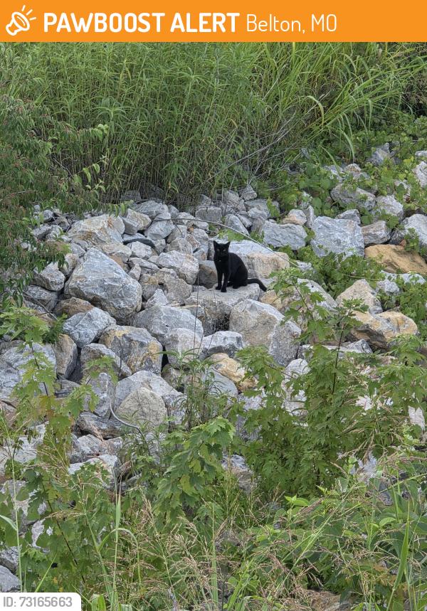 Found/Stray Unknown Cat last seen In ravine west side of Fairfield Inn, Belton, MO., Belton, MO 64012