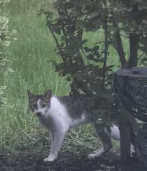 Found/Stray Unknown Cat last seen Sherman hills pkwy, Jacksonville, FL 32210