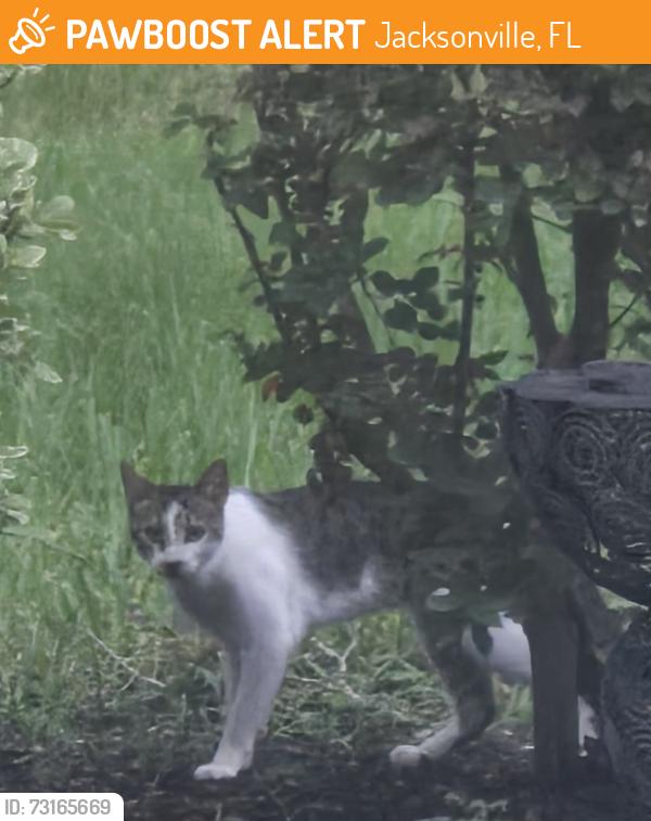 Found/Stray Unknown Cat last seen Sherman hills pkwy, Jacksonville, FL 32210