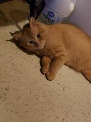 Lost Male Cat last seen 50th street hook road nearest place last seen, Edmonton, AB T5A 2X7