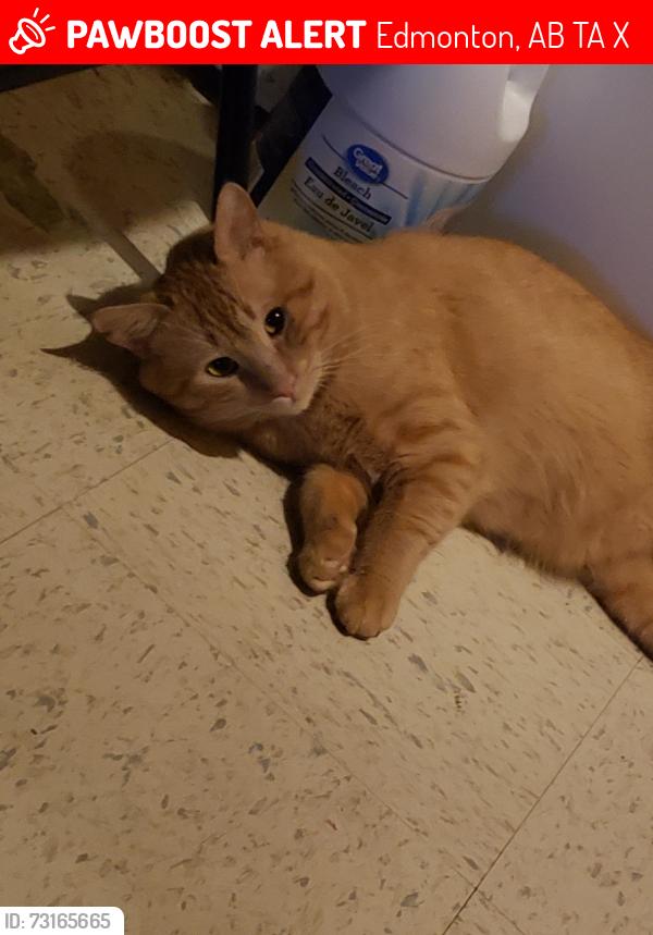Lost Male Cat last seen 50th street hook road nearest place last seen, Edmonton, AB T5A 2X7