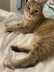 Lost Female Cat last seen NE 195th Street and 104th Avenue, Bothell, WA 98011