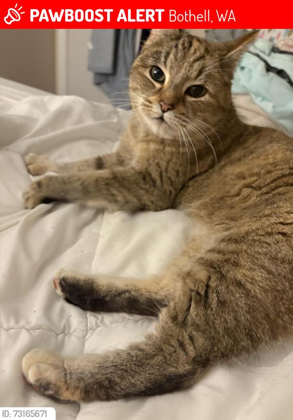 Lost Female Cat last seen NE 195th Street and 104th Avenue, Bothell, WA 98011