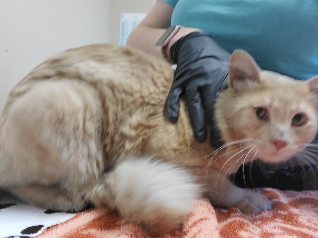 Shelter Stray Male Cat last seen Near Palomar Oaks Way, Carlsbad, CA, 92011, Oceanside, CA 92058, USA