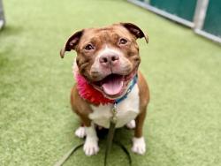 Shelter Stray Female Dog last seen Near E 229th Street Apt 13B, BRONX, NY, 10460, 326 E 110th St, New York, NY 10029, USA