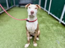 Shelter Stray Male Dog last seen Near Boston Road, BRONX, NY, 10467, 326 E 110th St, New York, NY 10029, USA
