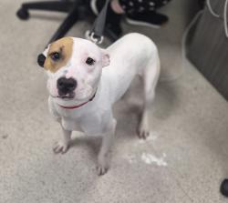 Shelter Stray Female Dog last seen NEW YORK, NY, 10039, 326 E 110th St, New York, NY 10029, USA